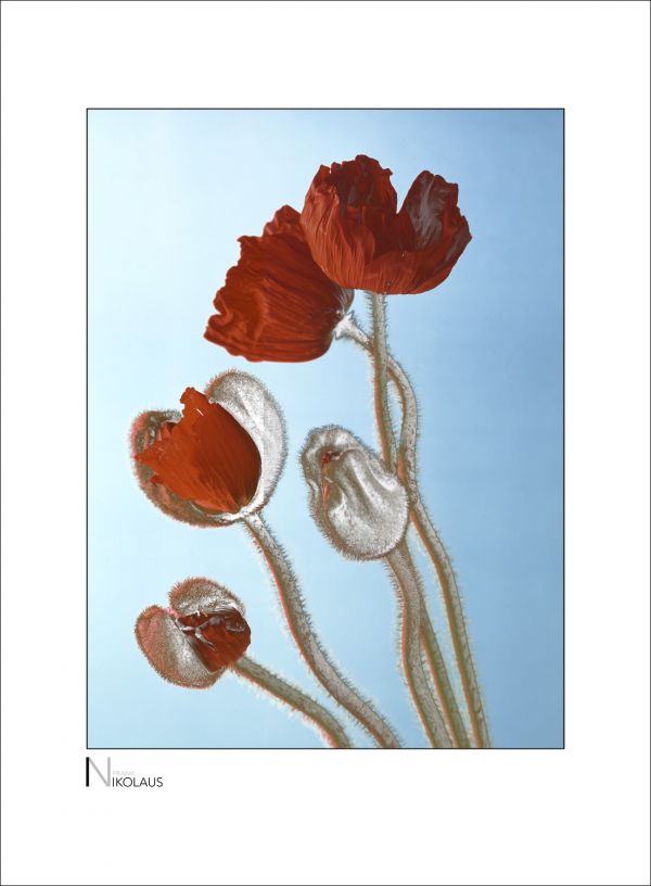 Stillife von Mohnblumen